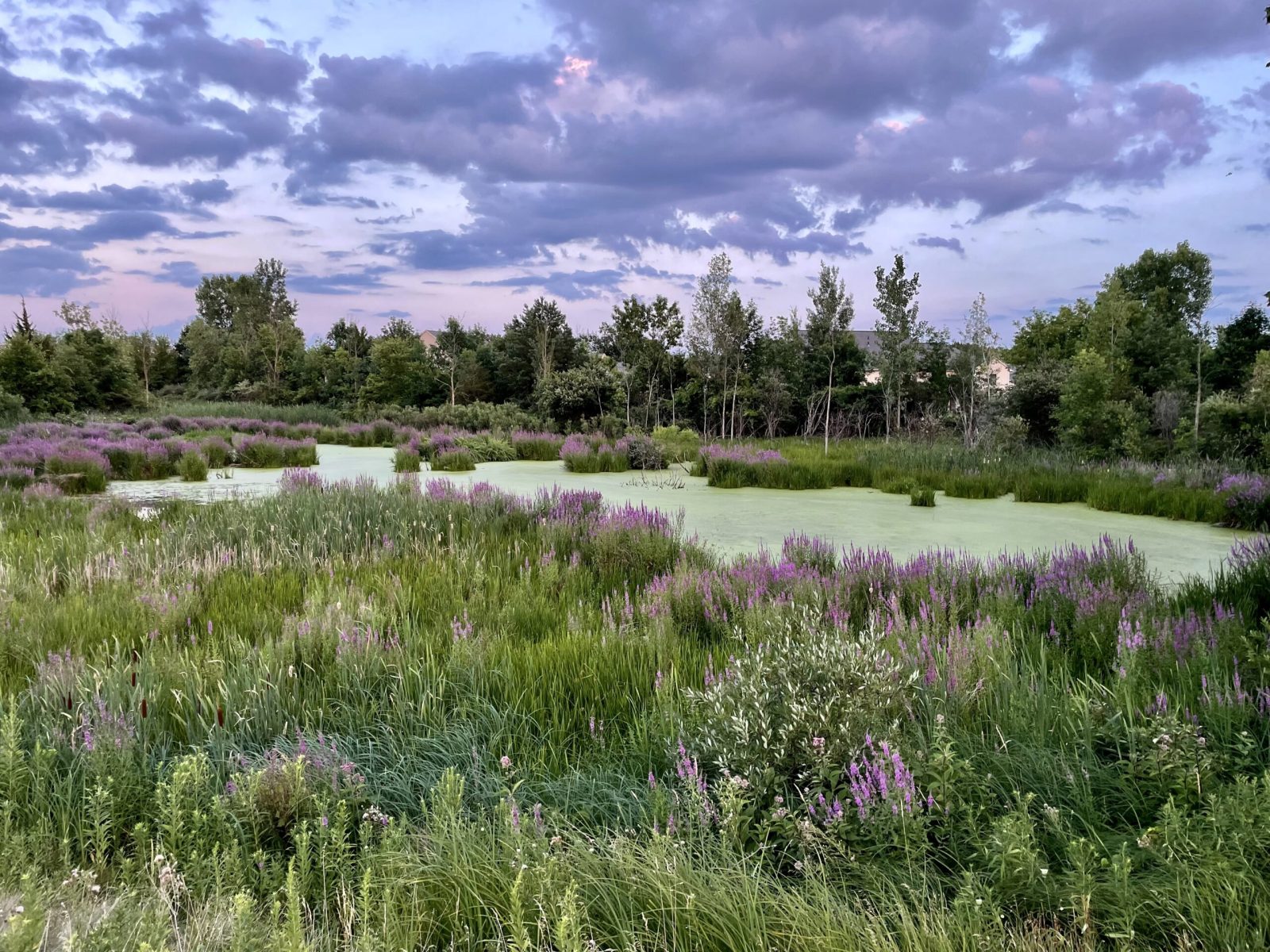 Stephen Formanczyk, Peaceful pond (Fenton, MI)